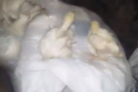 Bakıda vəhşilik - diri-diri zibilə atdılar - VİDEO