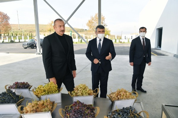 Şamaxı Üzüm Tingçilik Mərkəzinin açılışı olub